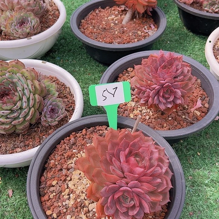 58紫玫一个脱土多天