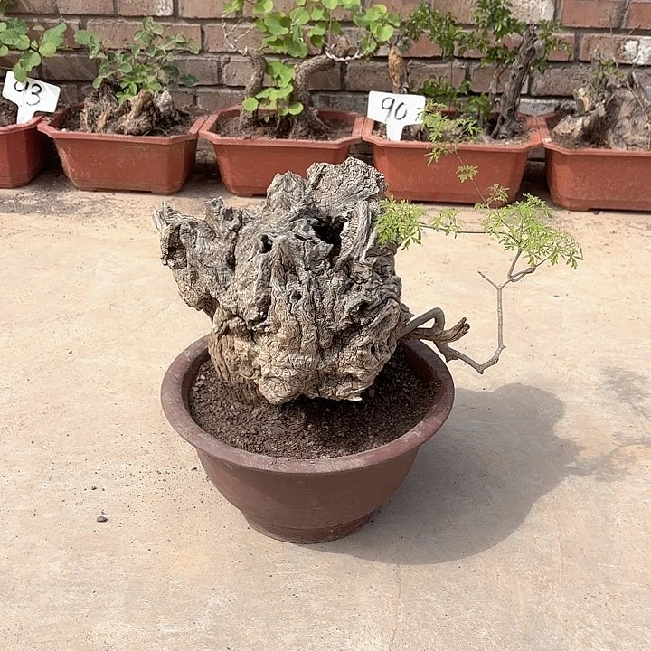 风车木（黑檀木）苹**?不包邮