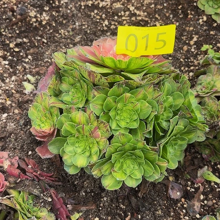 多肉植物福利015个