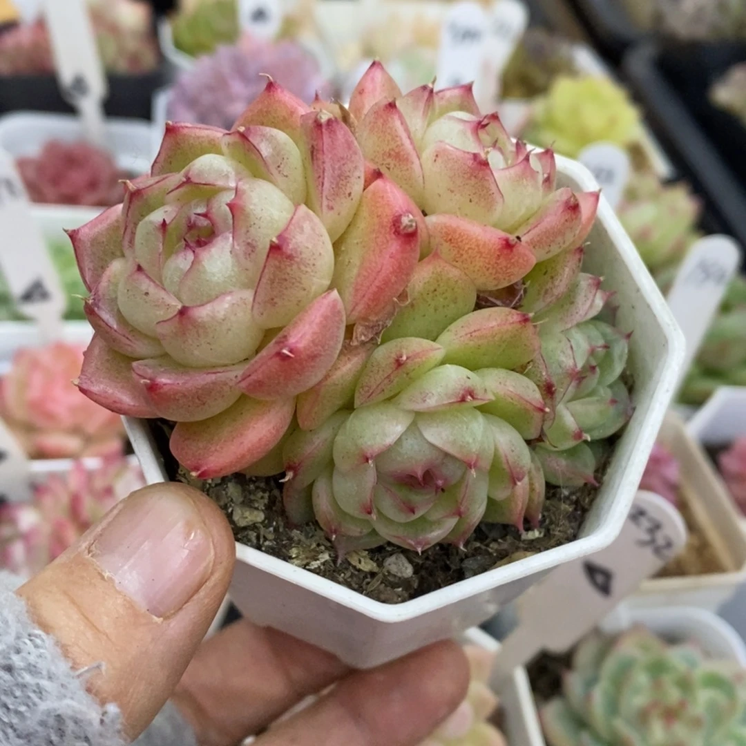 精品多肉一物一拍不包整70