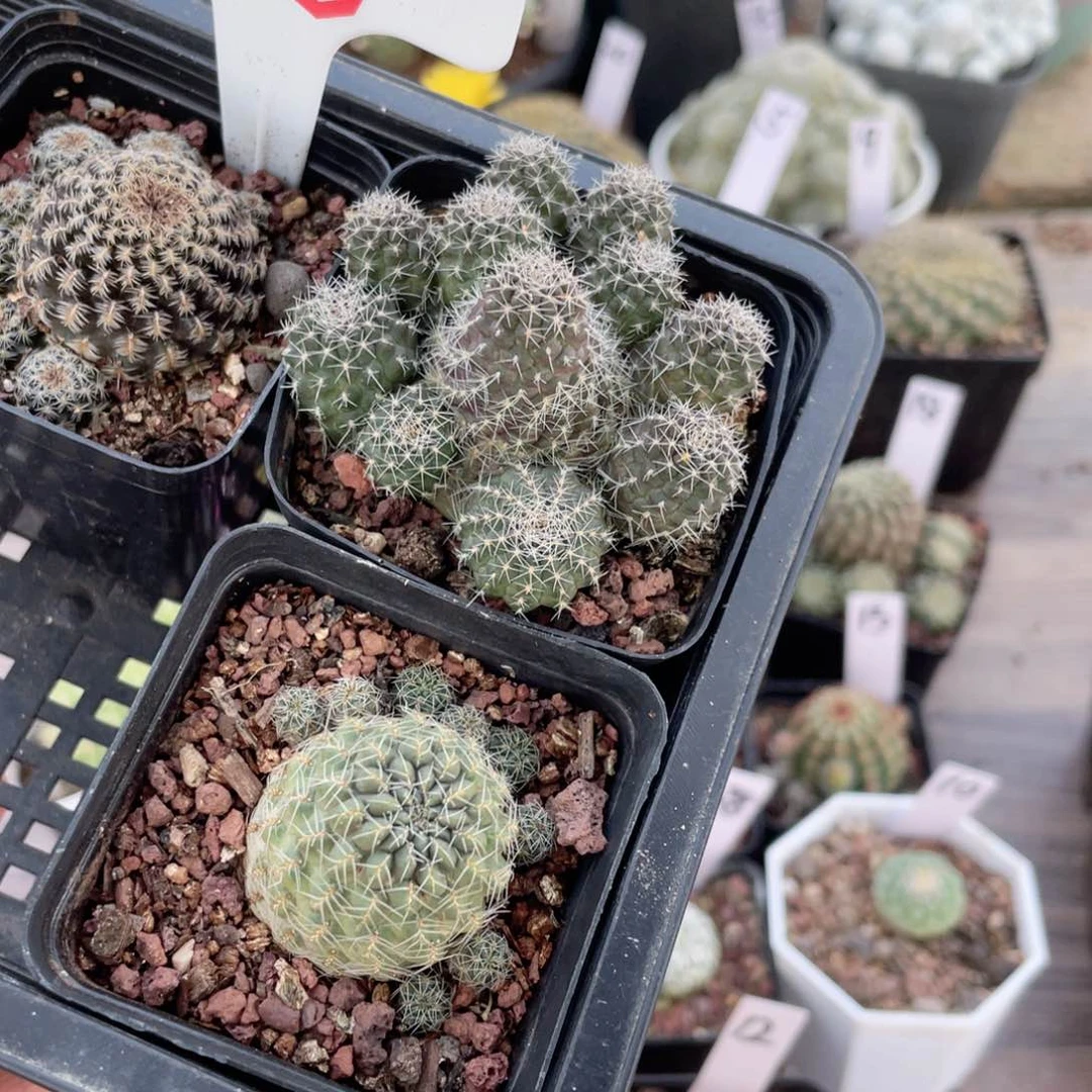 19往事多肉园仙人球