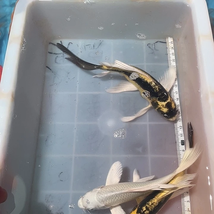 蝴蝶鲤鱼渔场直发101