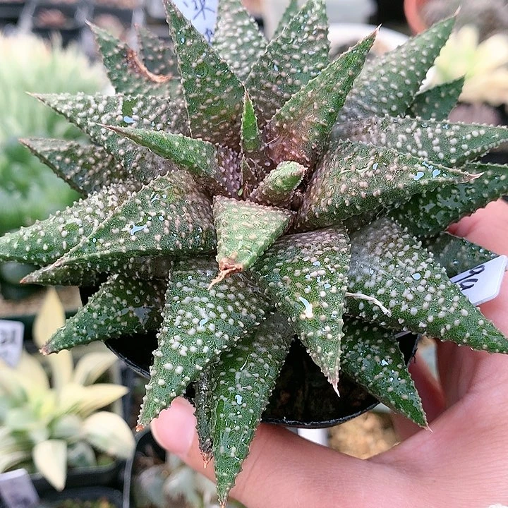 实生硬叶十二卷一物一拍