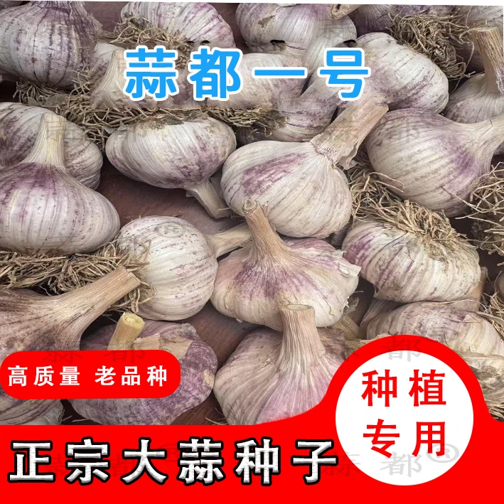 2025紫皮大蒜早熟蒜都一号蒜种可吃可种正规包装品种对版出口级