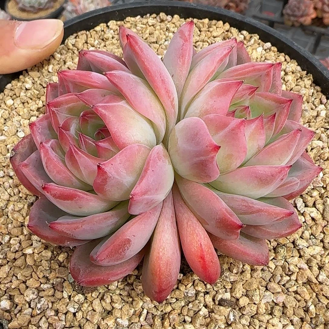 从前慢甄选多肉编号红鸾