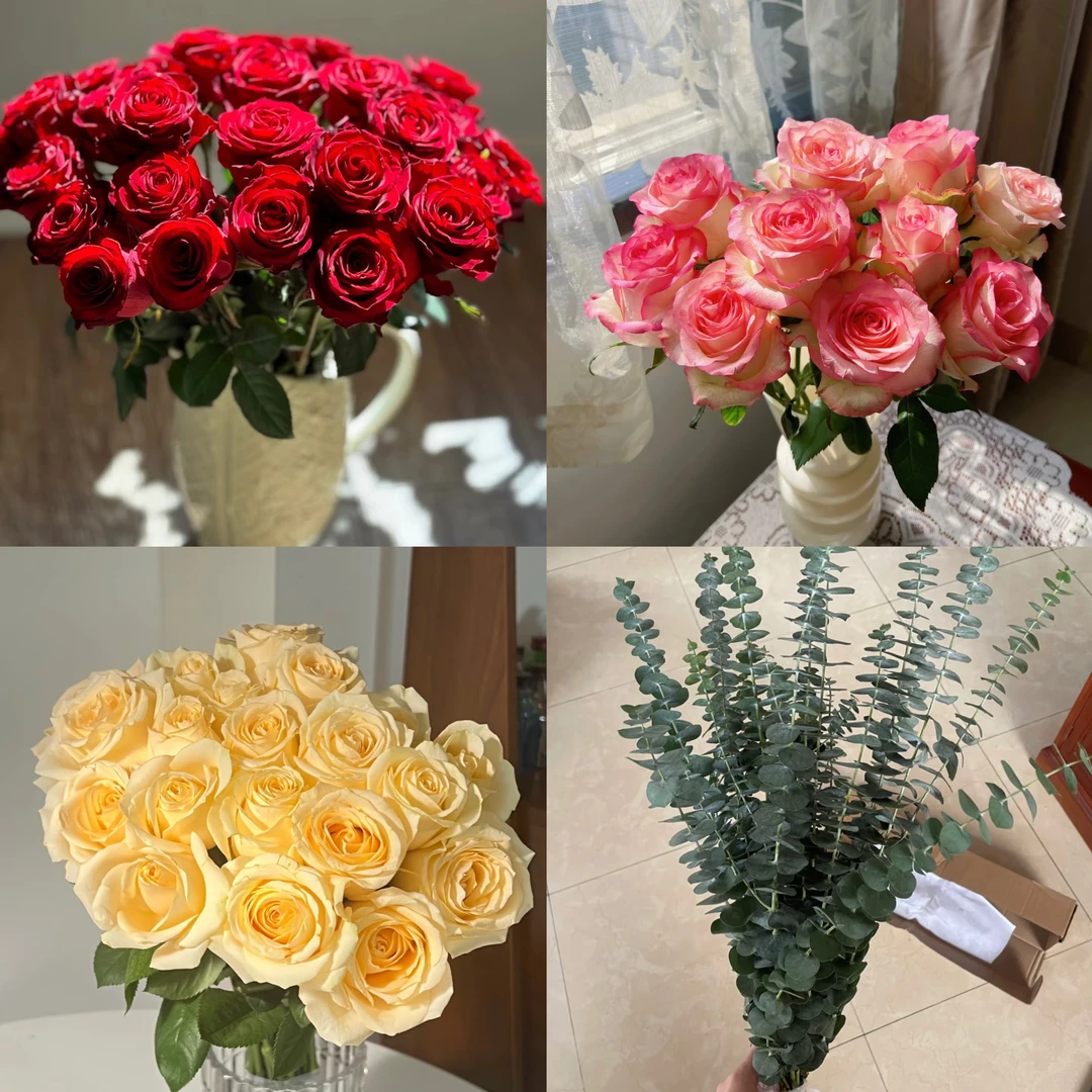 红玫瑰艾莎玫瑰香槟玫瑰组合  气温5度以下需拍保温棉