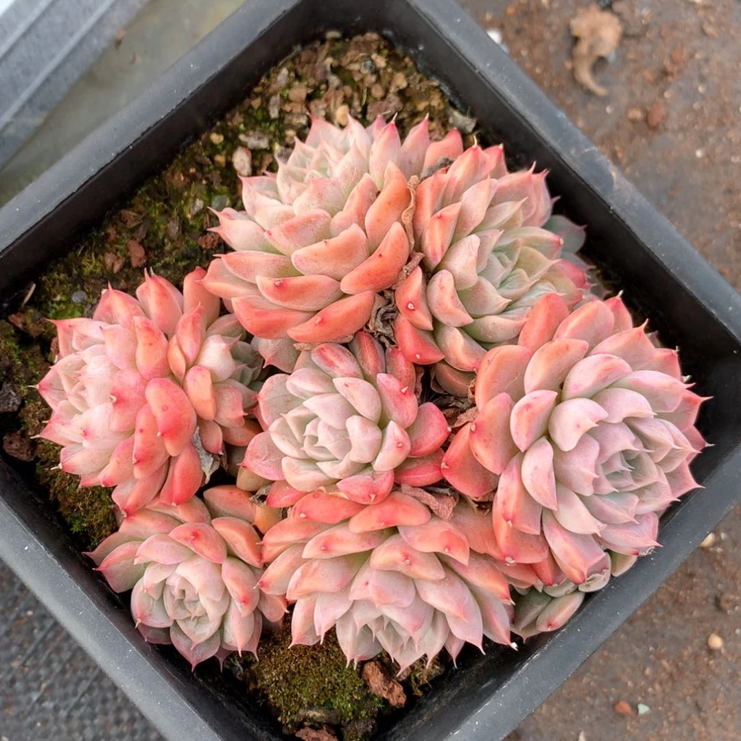 5479不包整散特价