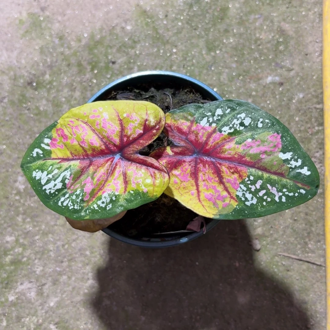 野蜂飞舞泰国彩叶芋80-1211