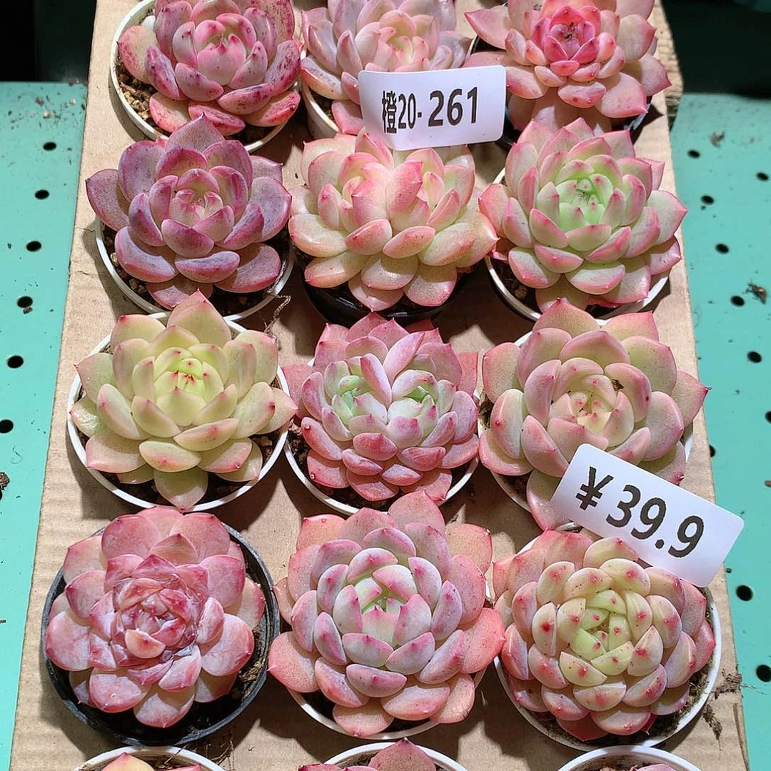 20-261一物一拍带盆18颗