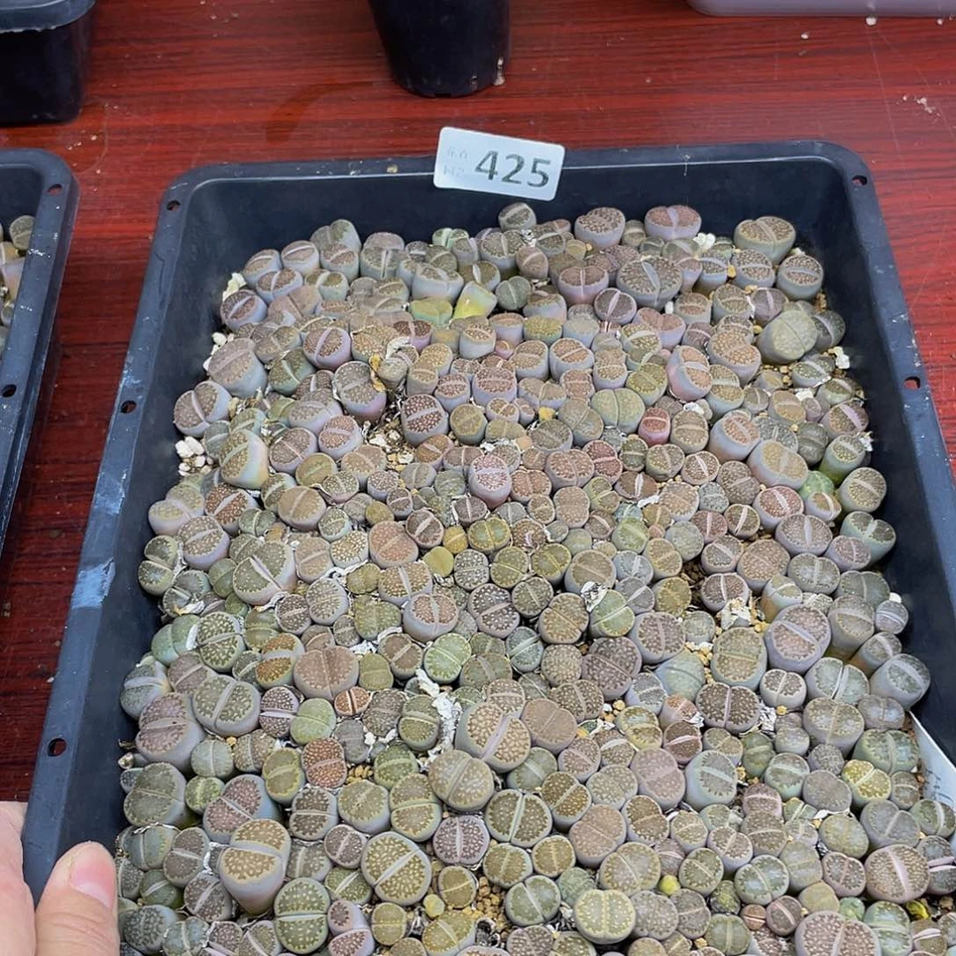 晴***璃42500000花花花花去啊花鼓励