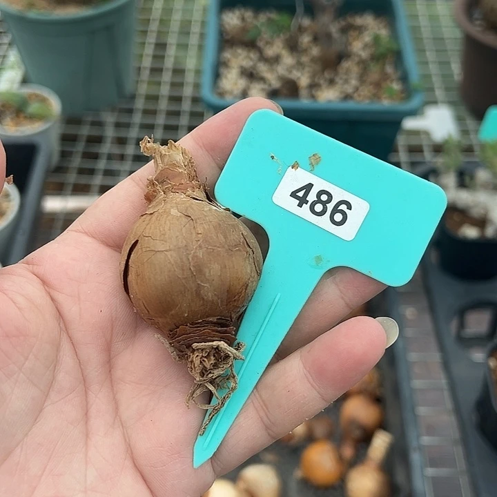 Bs灯台百合产地多肉植物