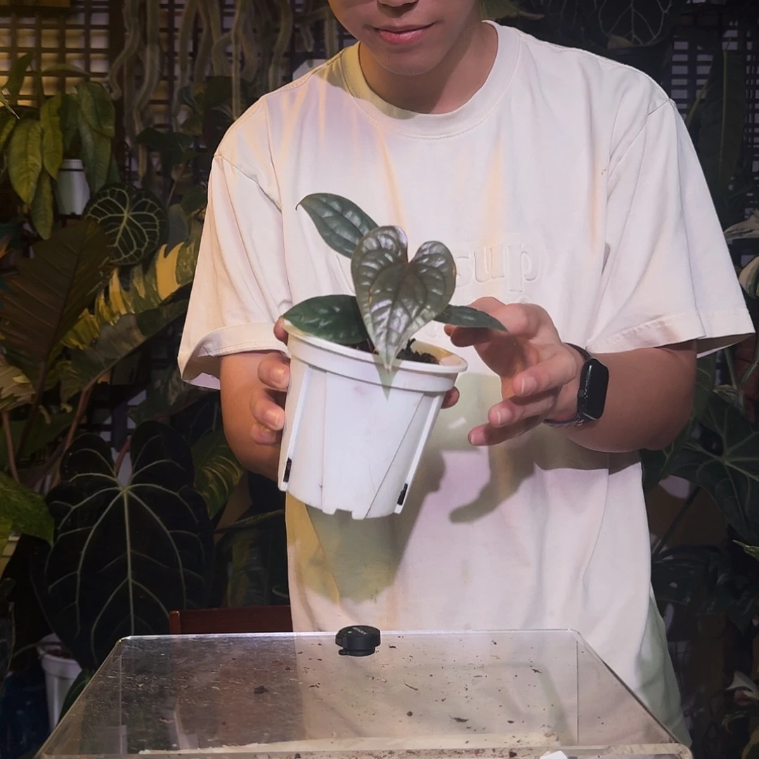 完全开放R16籽播奢华