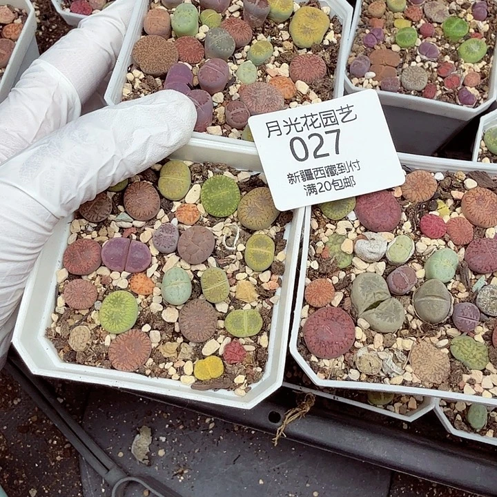 桃***浔这个点睡起来了好开心哟027