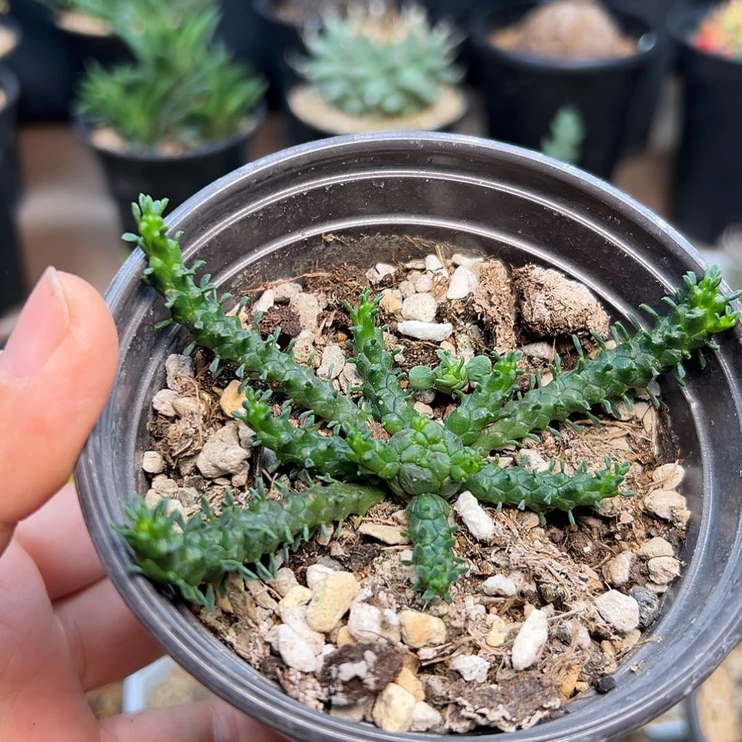 响尾蛇大戟一颗一颗一颗