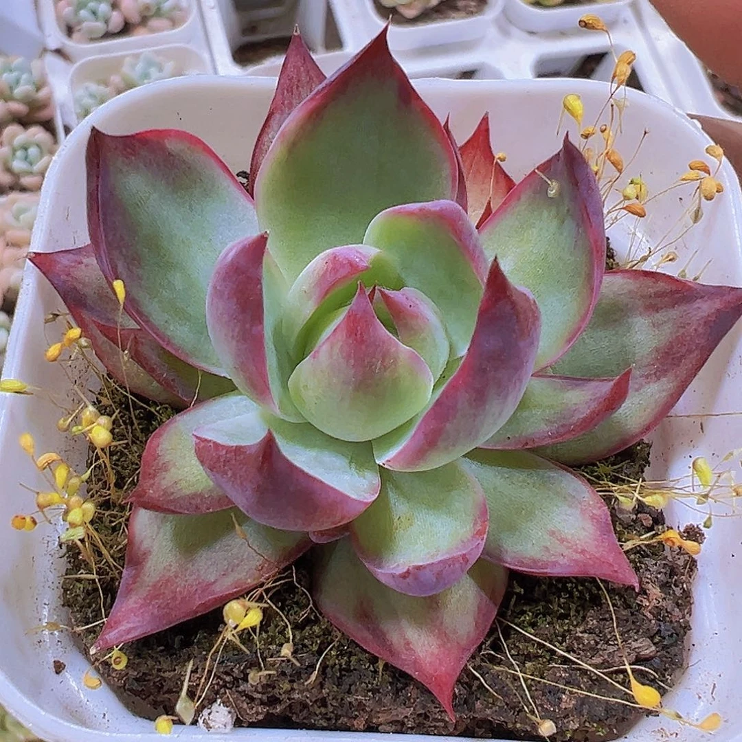 惊鸿2盆19包邮植物