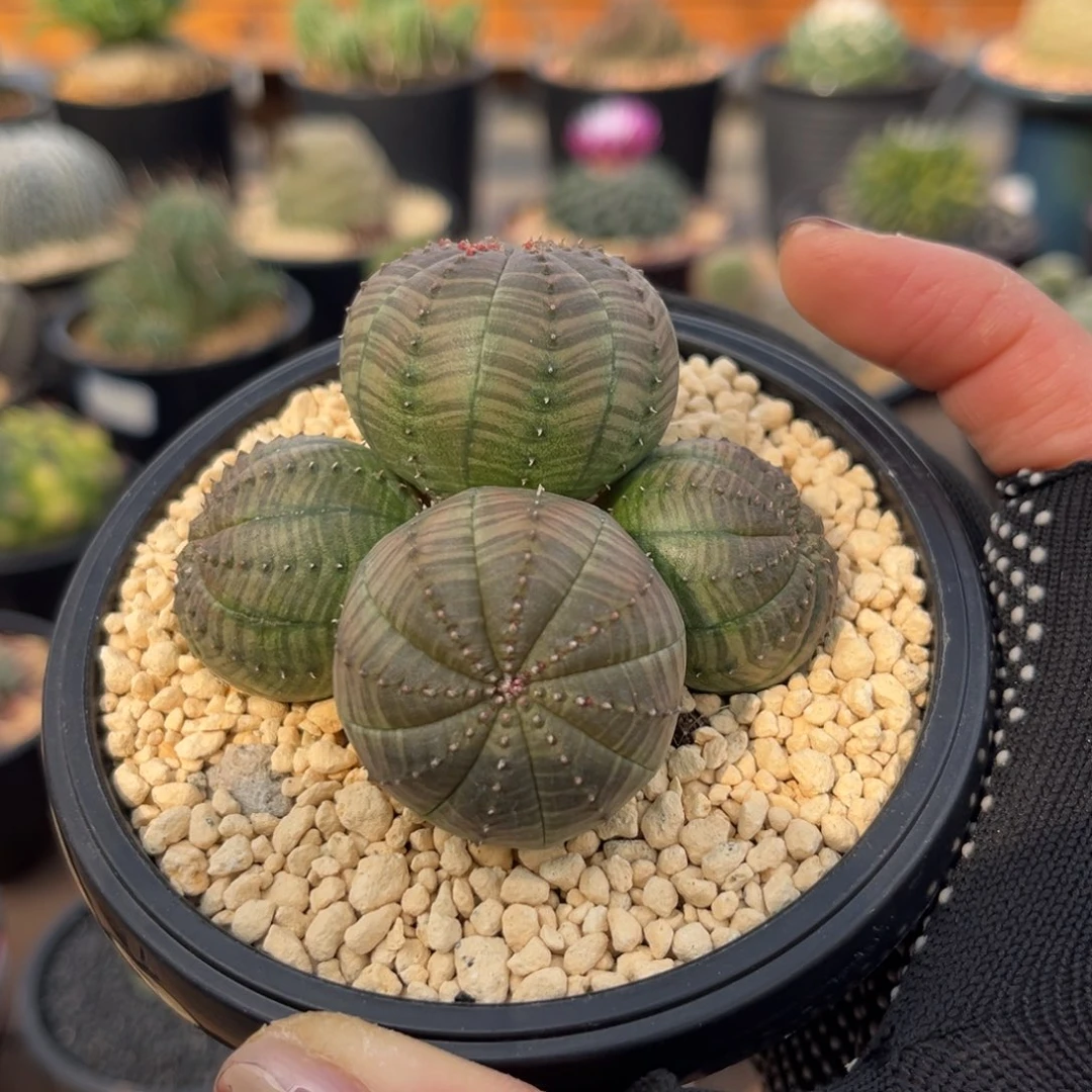 布纹自根Zzzzzzzzzxxx