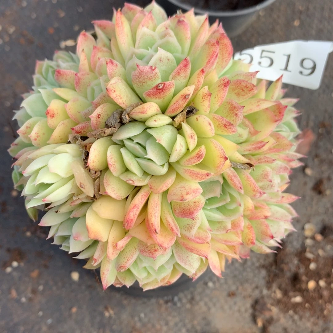 5519杂交精品基地10厘米