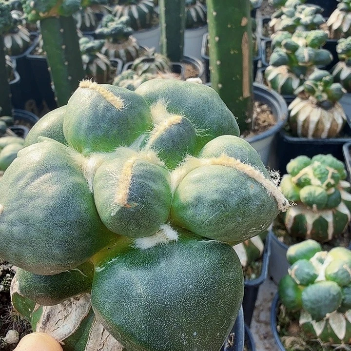 无花朵335大型乒乓球蛋蛋牡丹东一