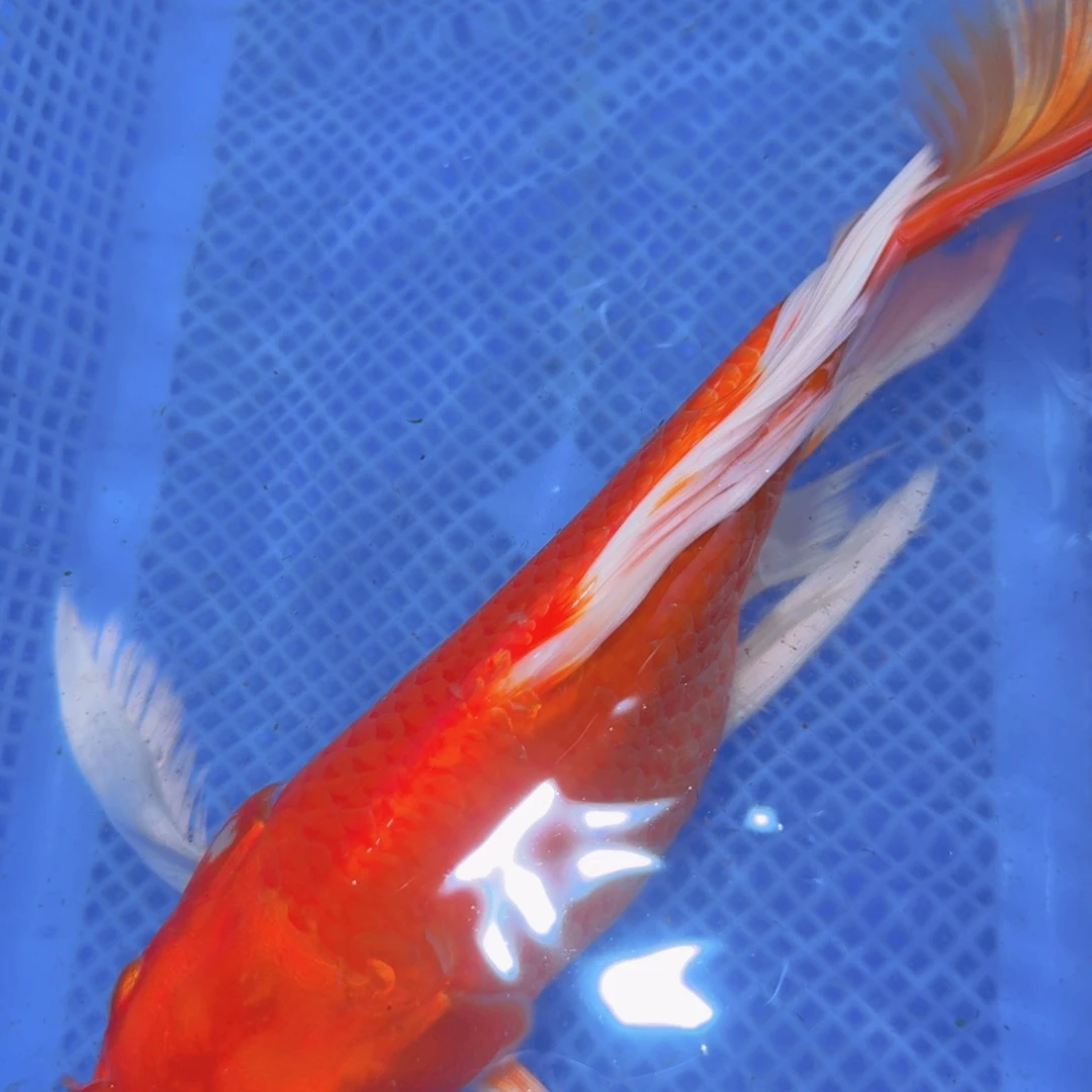 蝴蝶鲤鱼观赏鱼蝴蝶鲤观赏鱼微瑕