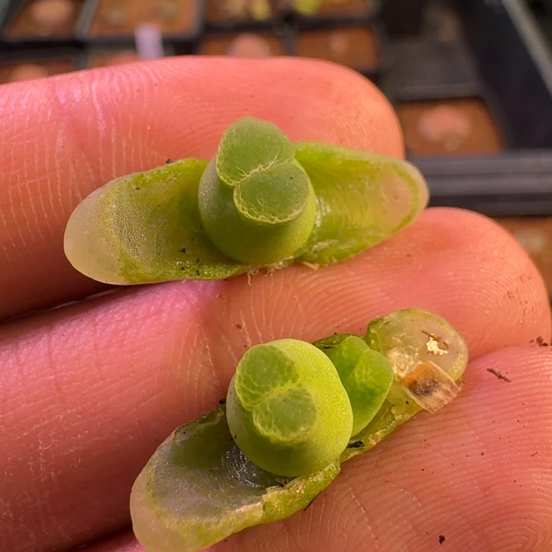 杀****者云缦精品番杏19.42