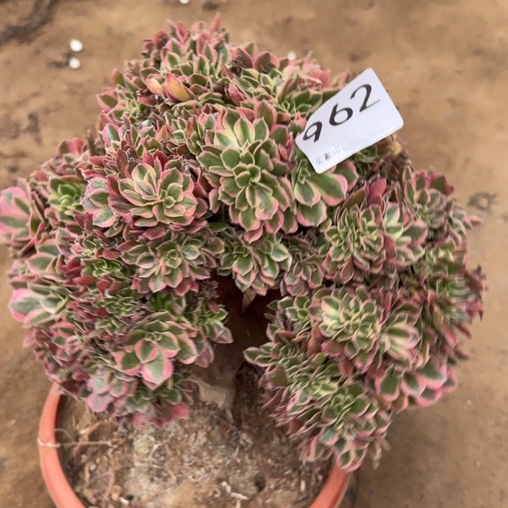 糖果女巫自然朵朵缀化微瑕962