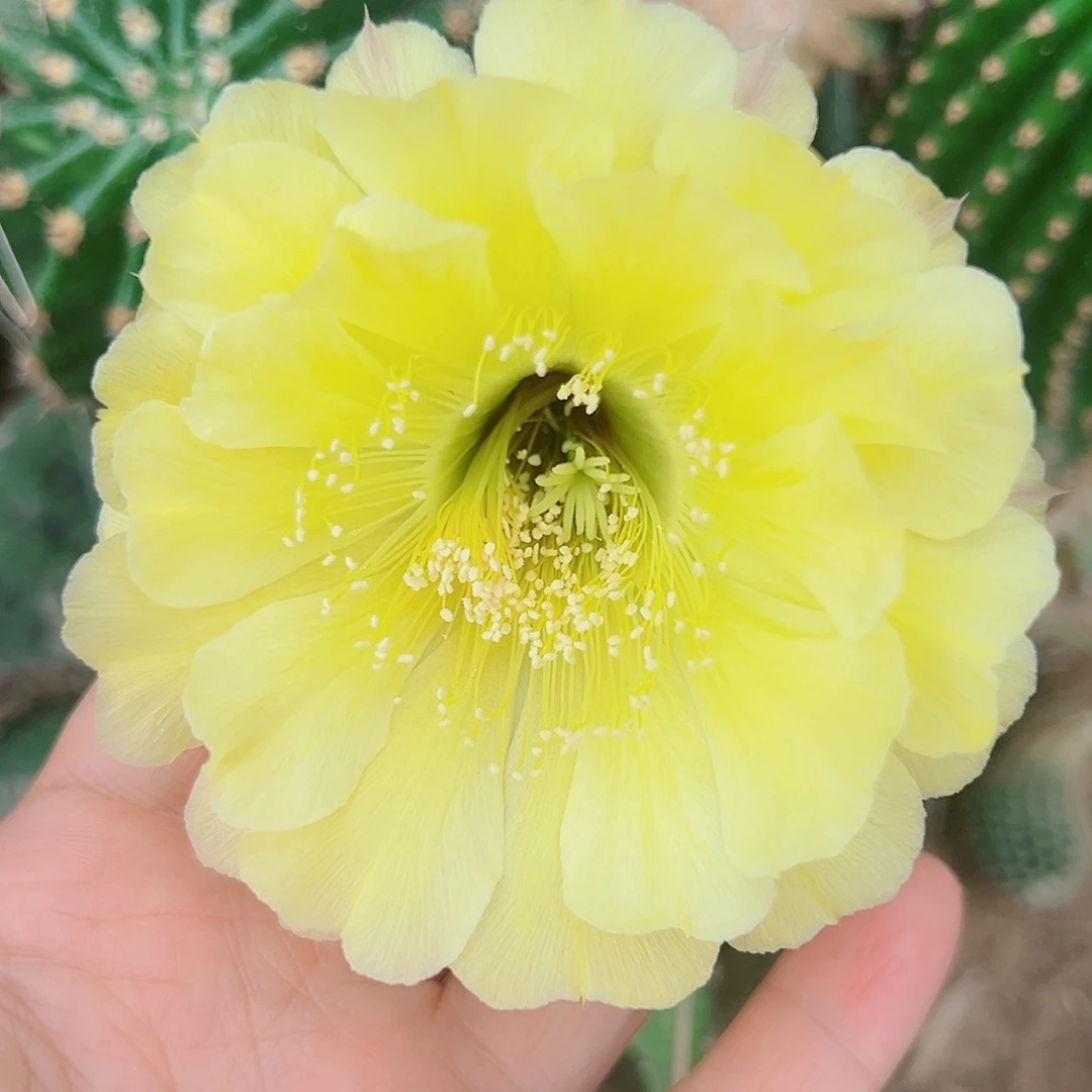 彩草娇媚侧芽 20包邮