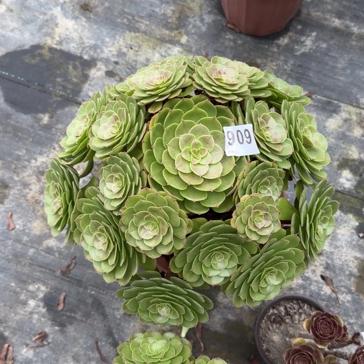 背***台多肉葡萄的季节909