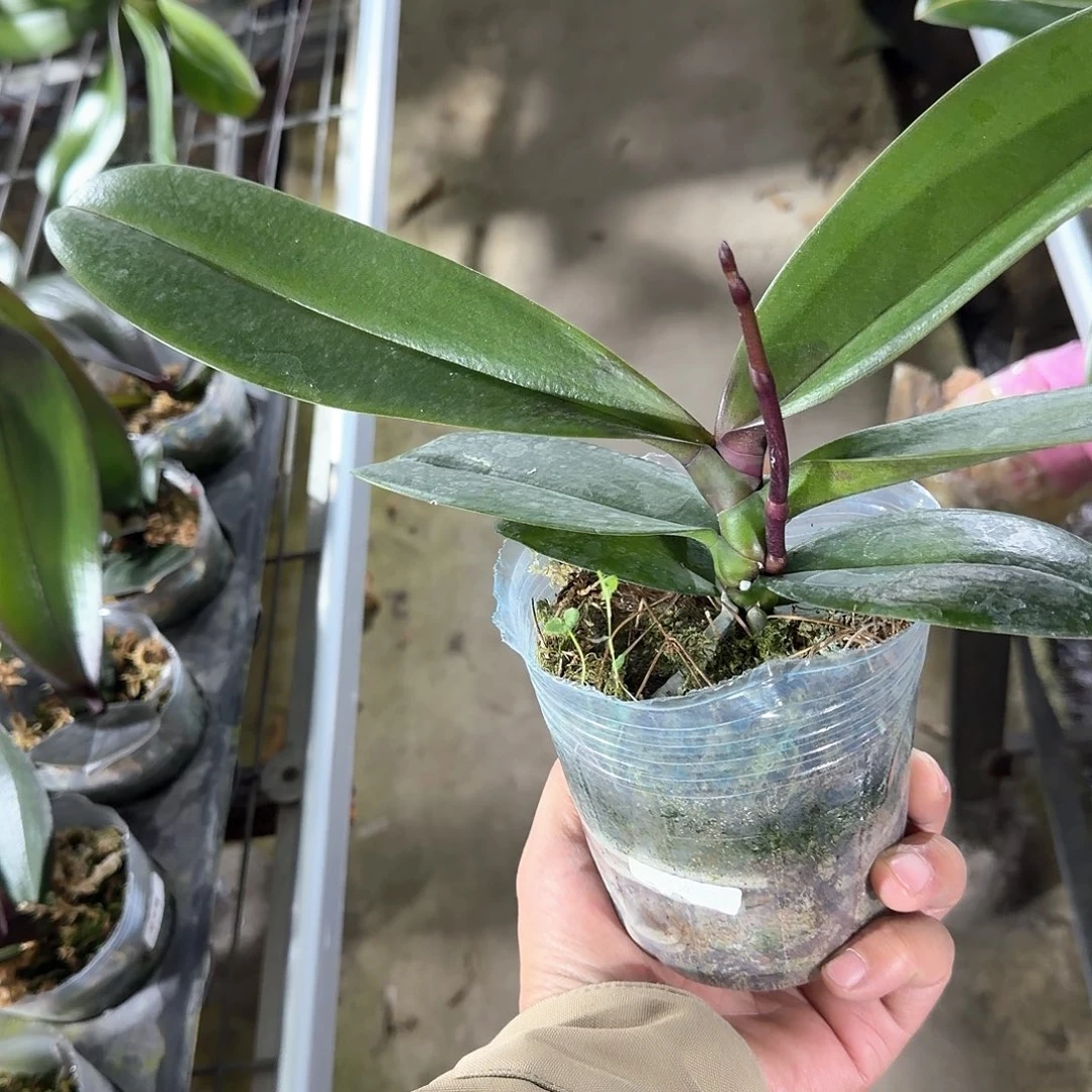 无花朵3.5带梗三文鱼