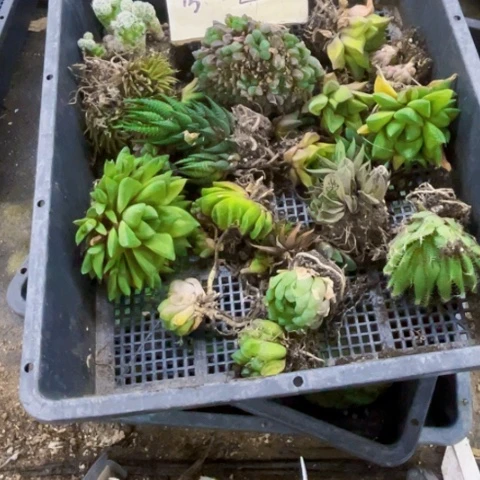 丑雨露一筐如图量拍