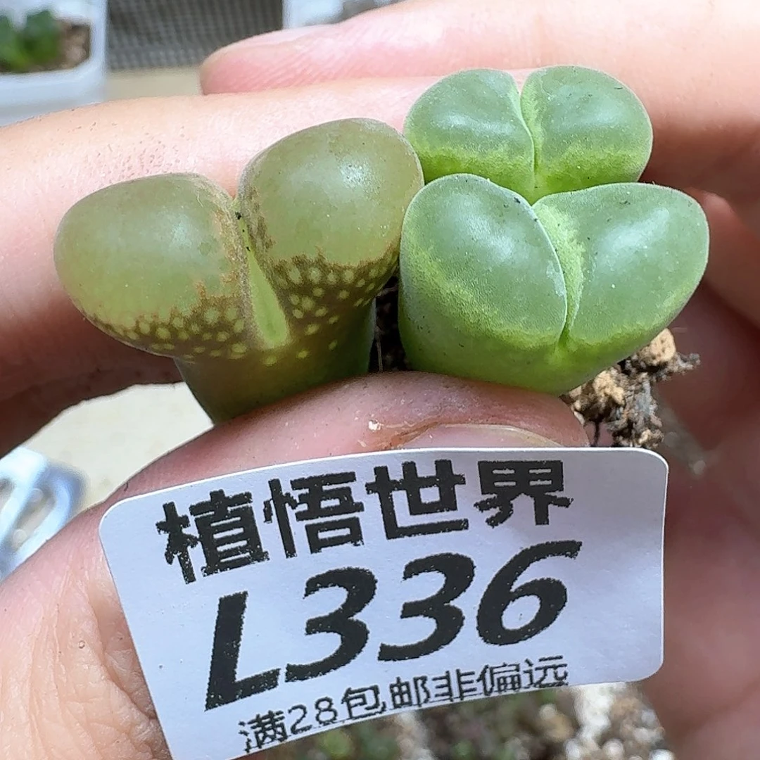 多肉植物的润泽的人