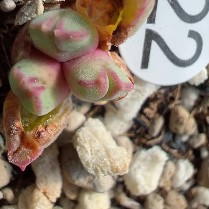 毛**?22好1111111111