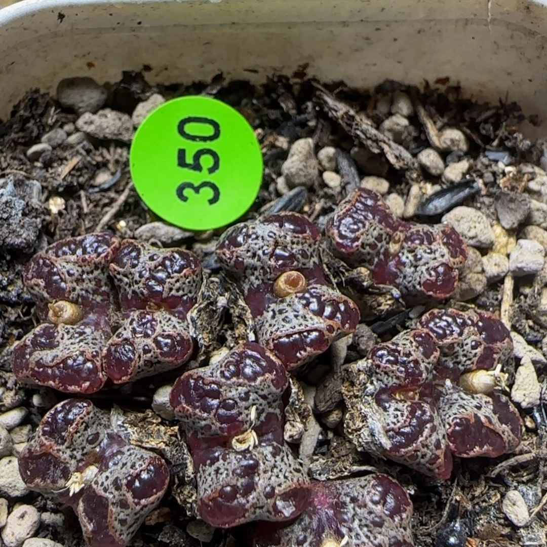 超碟群多肉植物350