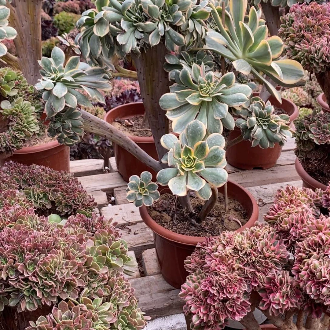 不开花植物555号灿烂缀化1颗多肉