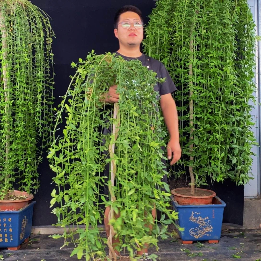 探春花，一物一拍，