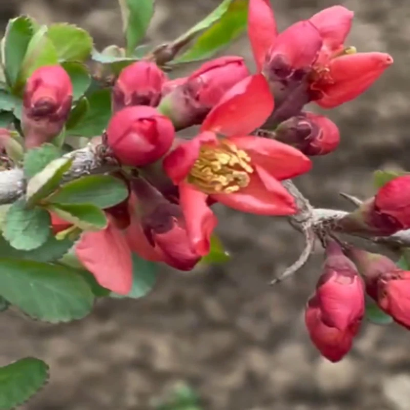 原生红花云龙 海棠花