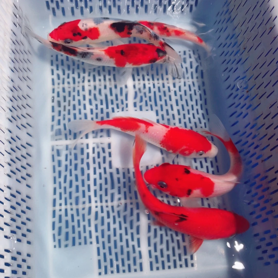 锦鲤锦鲤观赏鱼161718