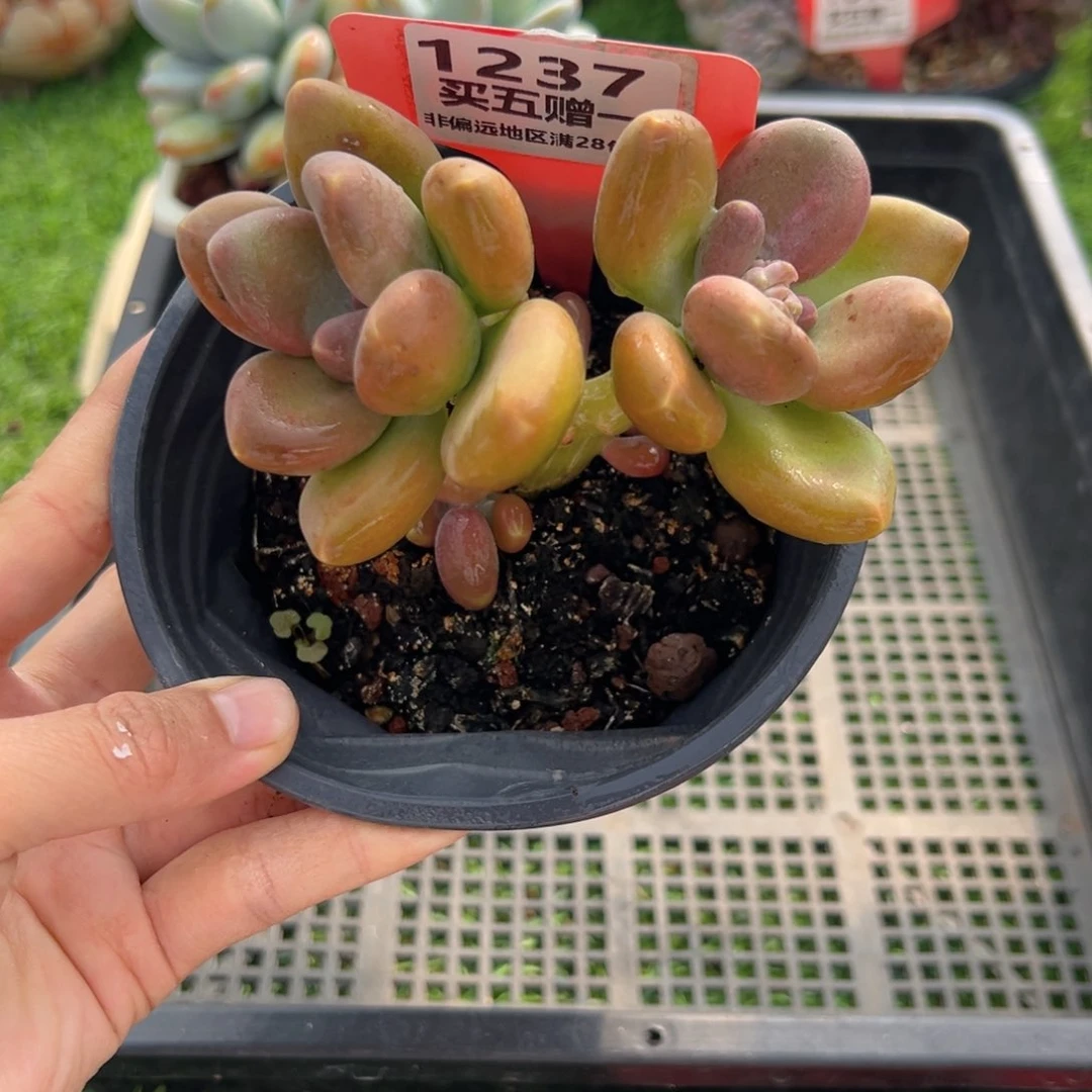 表妹精品多肉1237.