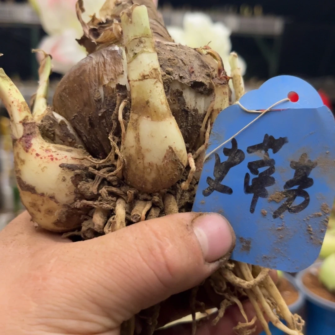 安***7史蒂芬朱顶红裸球发货