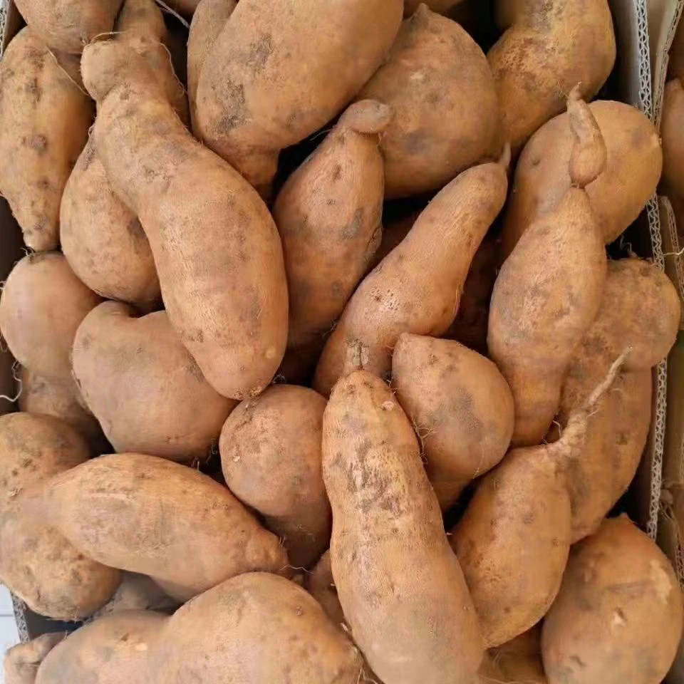 贵州高山黄心蜜薯