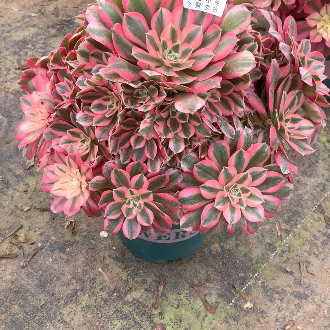 菲*多肉植物胭脂雪167