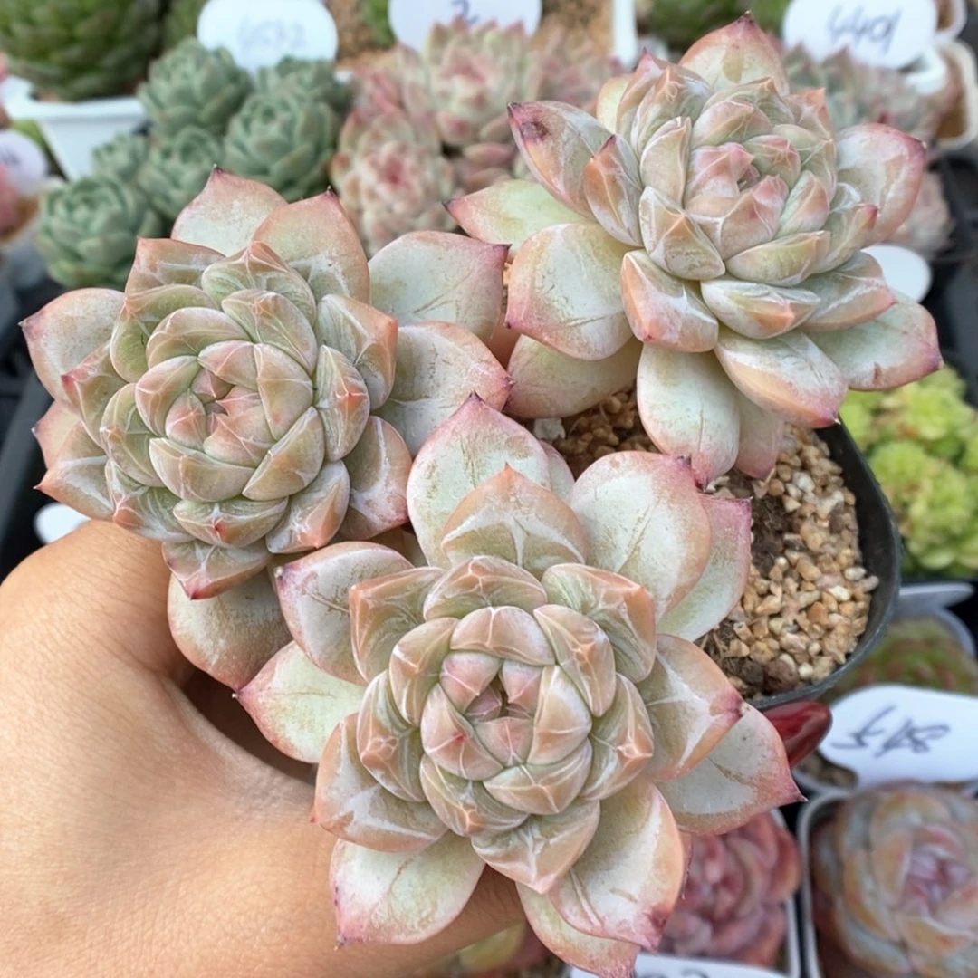 钻心珍妮群生可拍941号。