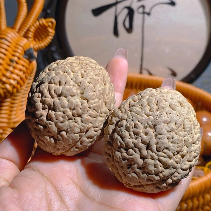 野生三瓣脑纹大金刚