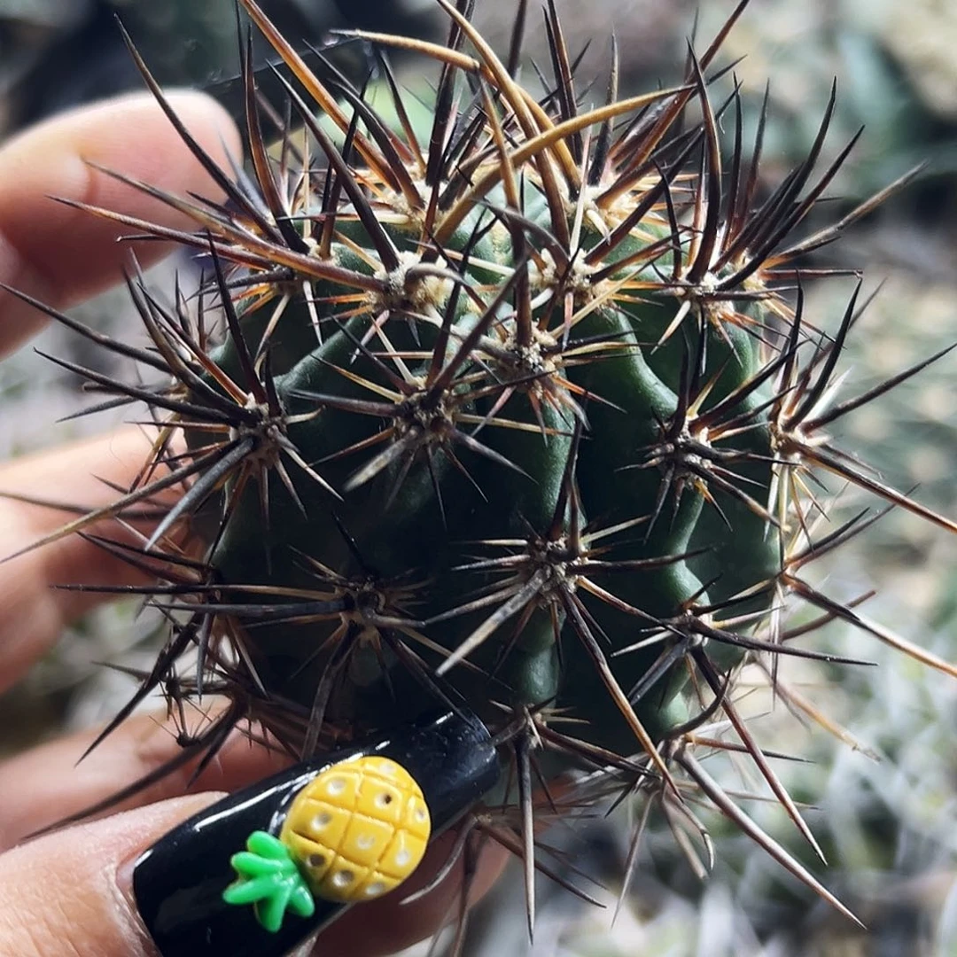 林氏虾有根仙人球66666666