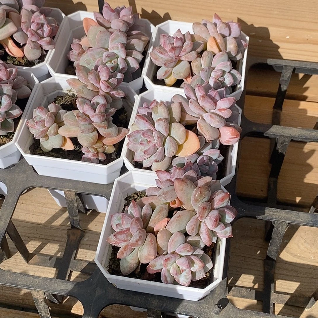 139樱花雪群，多肉植物