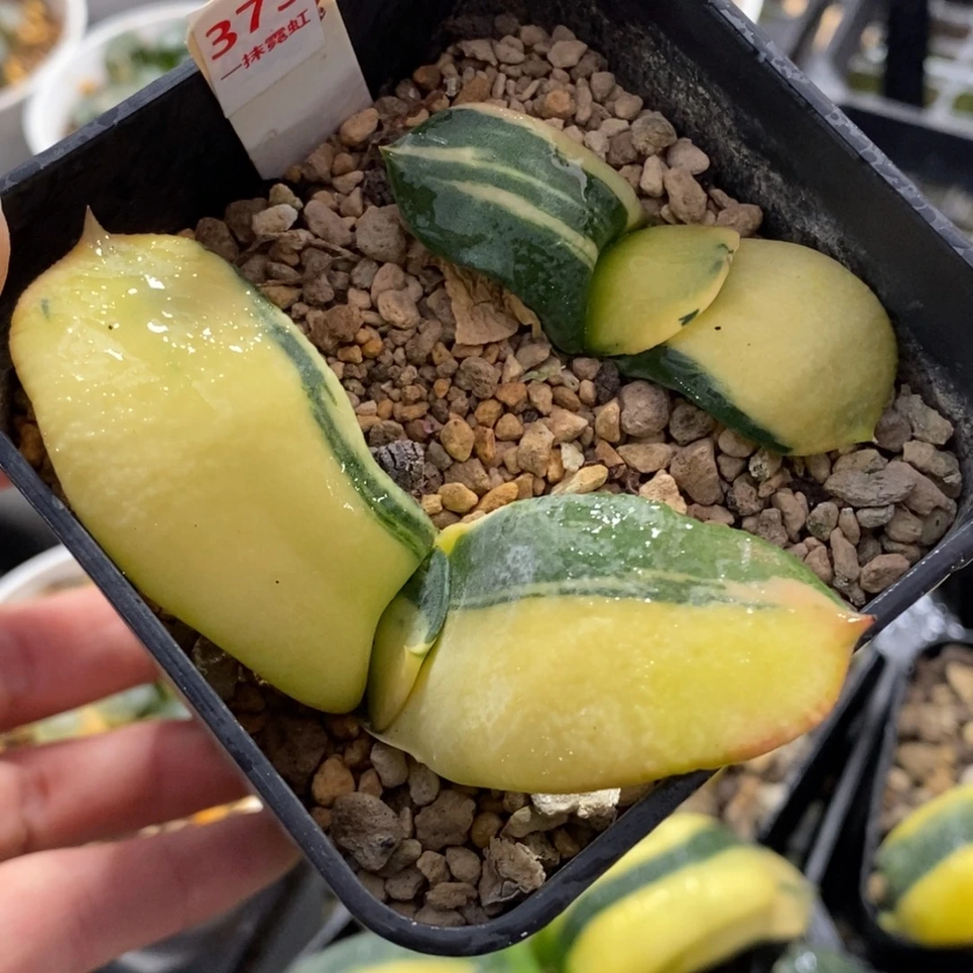 373军配卧牛寿锦一物一图