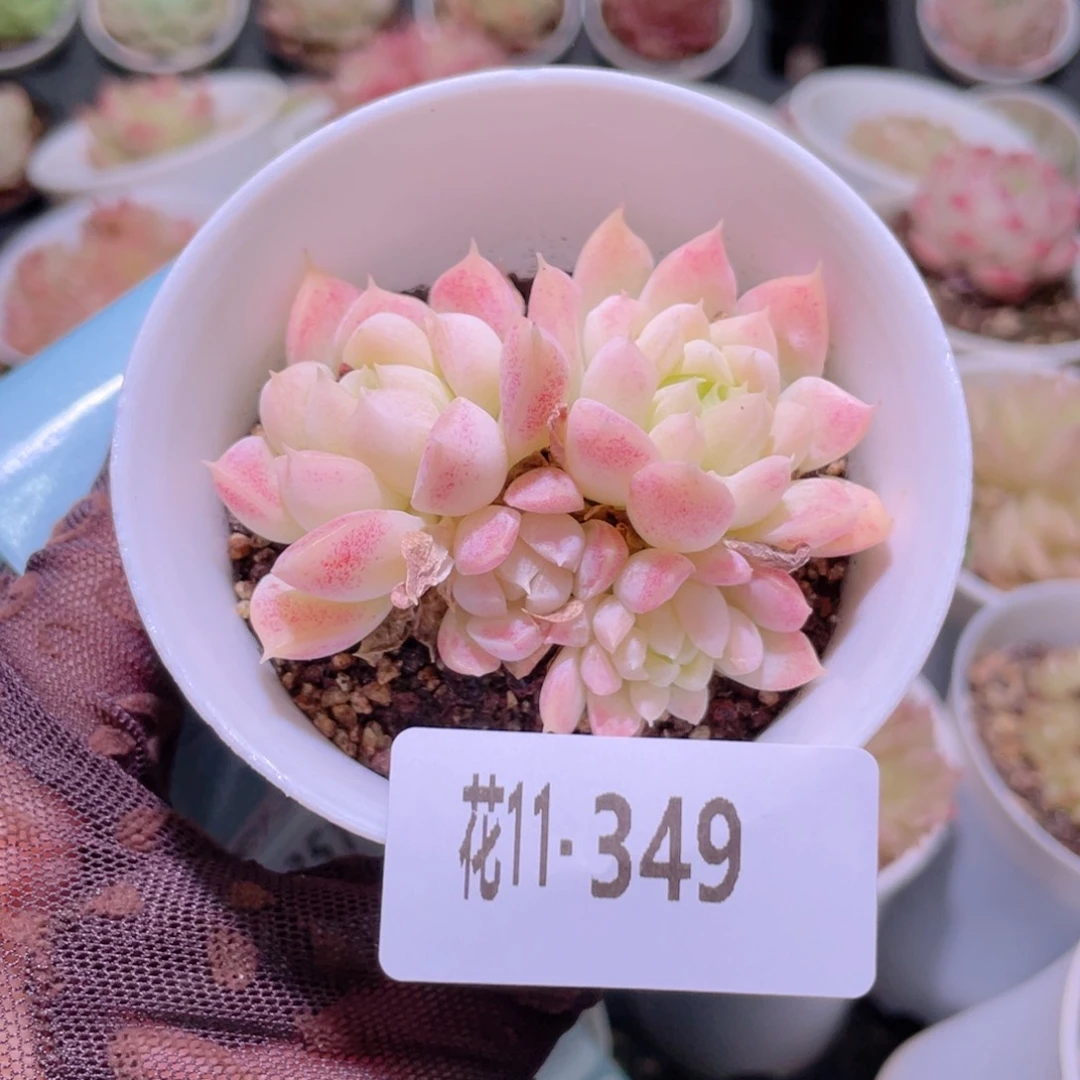 花利美11-349新品