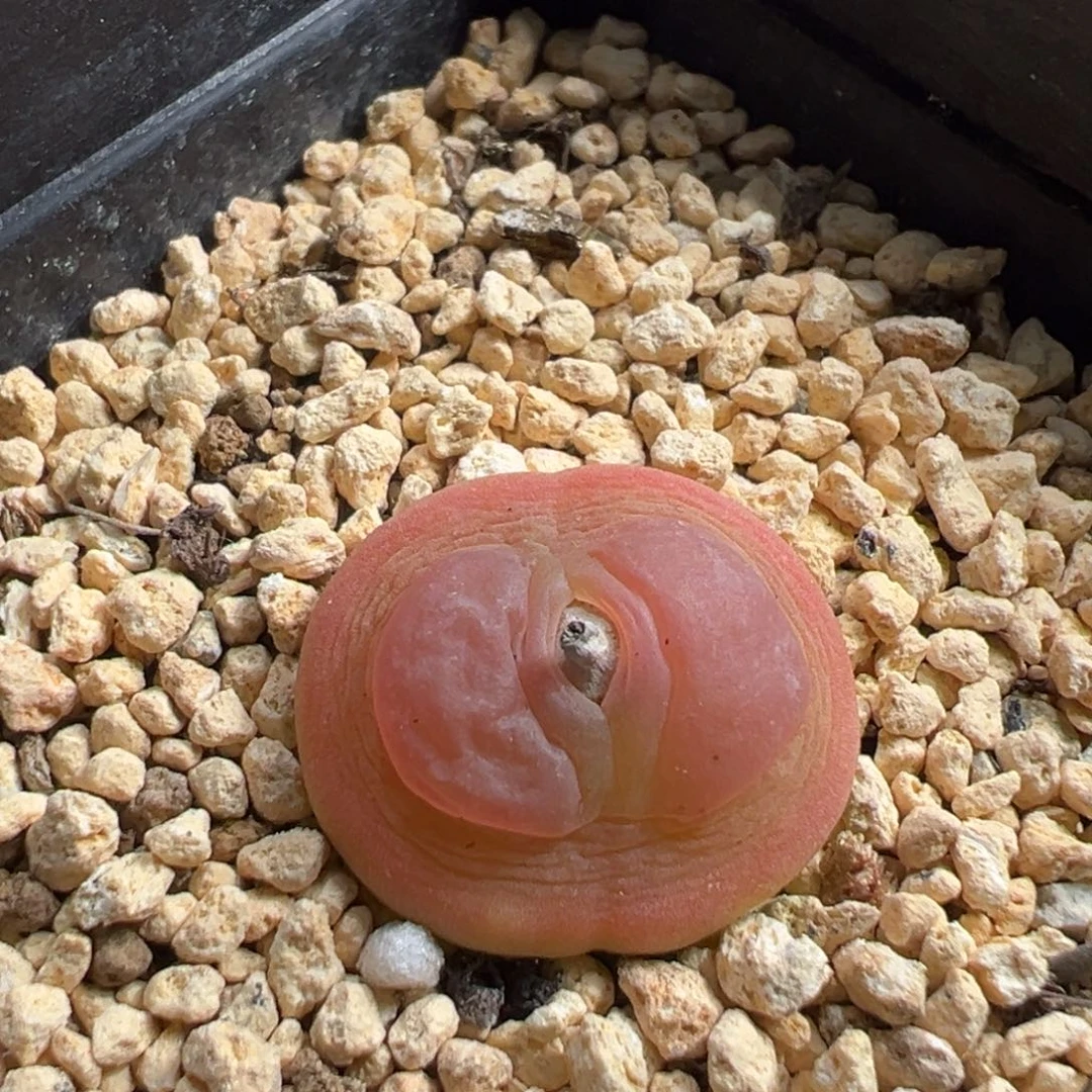 多肉植物193号拉登