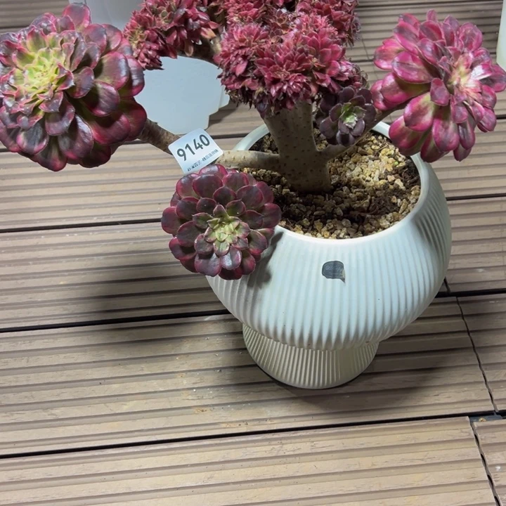 9140水仙花缀一体老桩