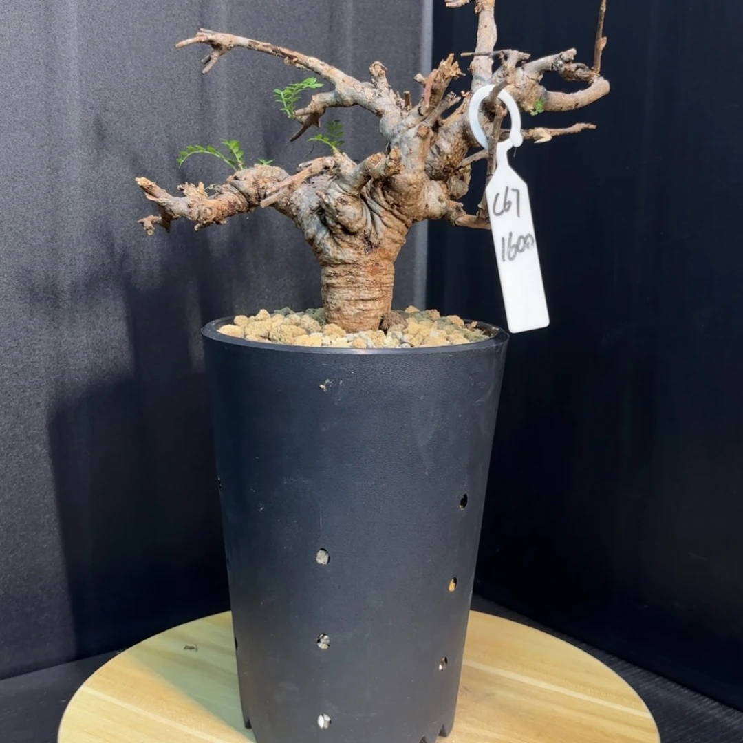 木  尼勒夫乳香带盆土