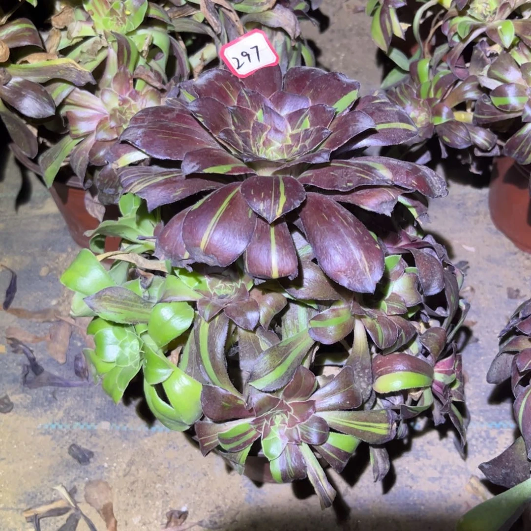 297多肉植物花斑鹿